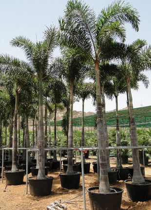 Wodyetia Bifurcata &#8220;Foxtail Palm&#8221; ثعلب النخيل