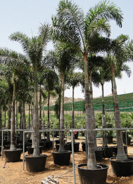 Wodyetia Bifurcata &#8220;Foxtail Palm&#8221; ثعلب النخيل