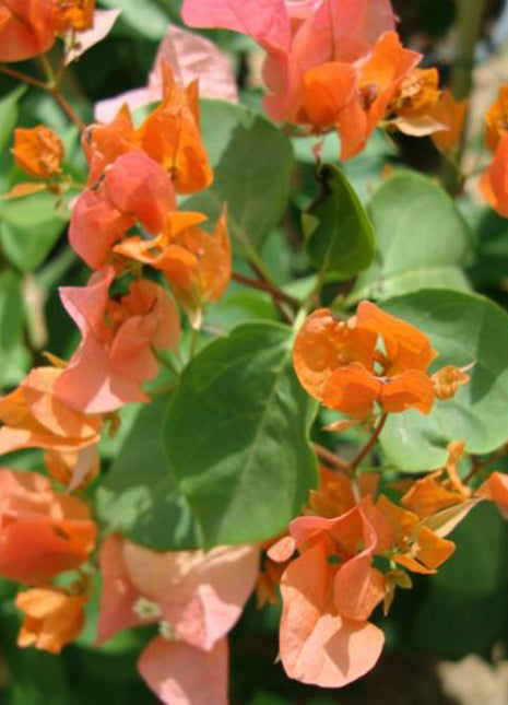 Bougainvillea Spectabilis “30 to 160cm” Orange
