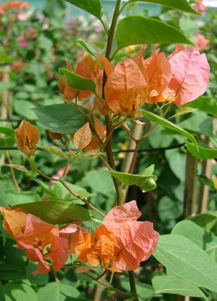 Bougainvillea Spectabilis “30 to 160cm” Orange