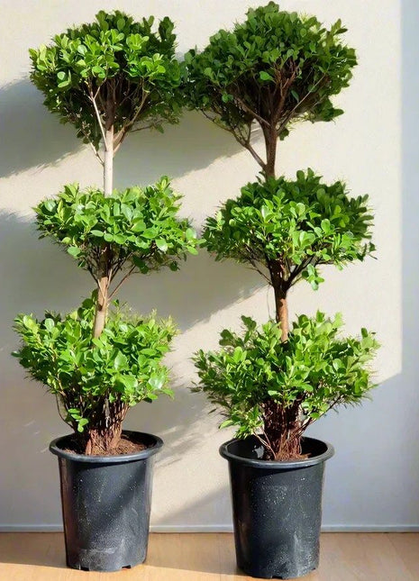 Ficus Diversifolia &#8220;Three Heads&#8221;
