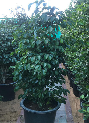Ficus benjamina &#8220;Weeping Fig&#8221; (Outdoor)