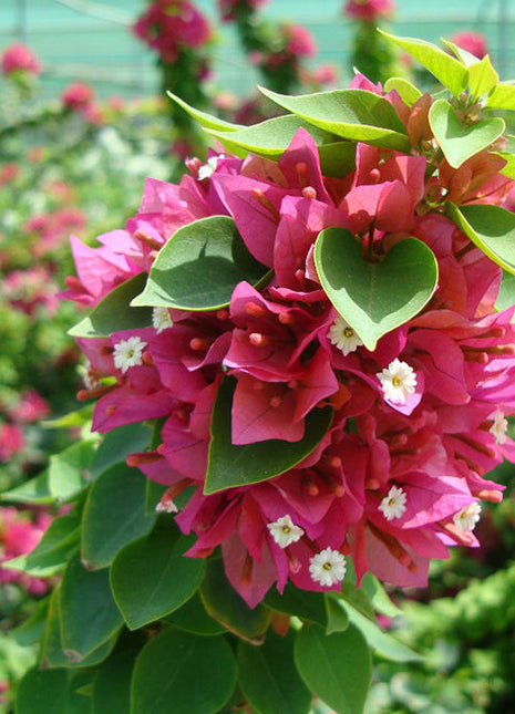 Bougainvillea &#8220;Pink Pixie&#8221;