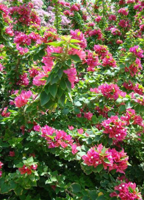 Bougainvillea &#8220;Pink Pixie&#8221;