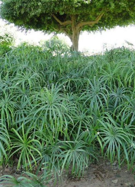 Cyperus Alternifolius &#8220;Umbrella Sedge&#8221;