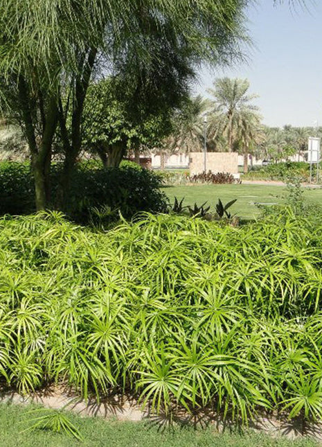 Cyperus Alternifolius &#8220;Umbrella Sedge&#8221;
