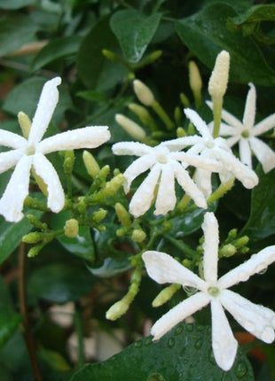 Jasminum Grandiflora Or Jasmine Climber 0.8 &#8211; 1.5m