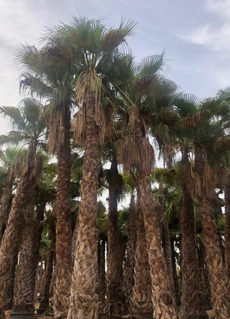 Washingtonia Robusta &#8220;Mexican Fan Palm&#8221;