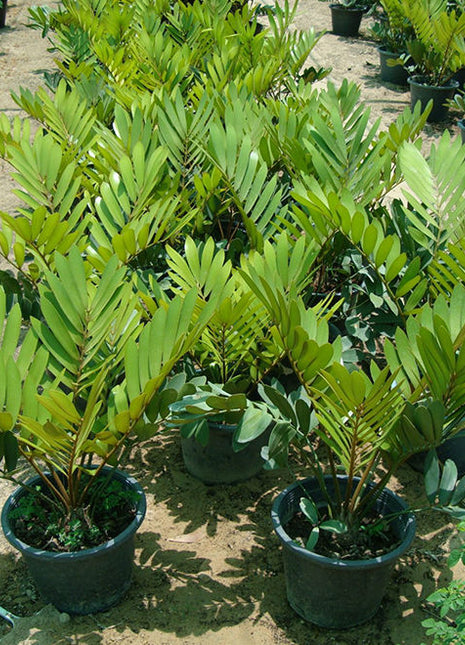 Zamia Furfuracea or Cardboard Palm 0.5-0.7m overall