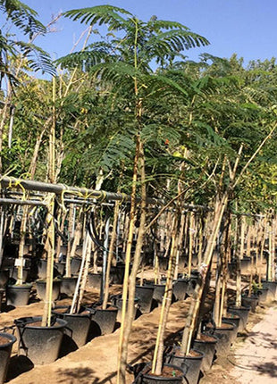 Delonix Regia, Flame Tree or Royal Poinciana