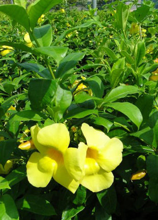 Allamanda Cathartica or Golden Trumpet 70 &#8211; 90cm