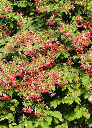 Quisqualis Indica Or Rangoon Creeper