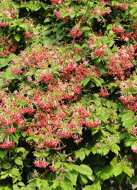 Quisqualis Indica Or Rangoon Creeper