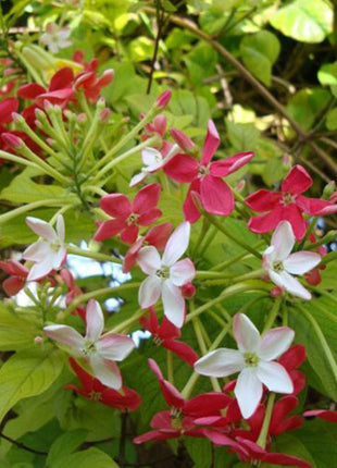 Quisqualis Indica Or Rangoon Creeper