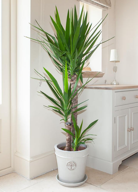 Yucca Elephantipes &#8220;Spineless Yucca, Giant Yucca&#8221; 80 to 100 cm