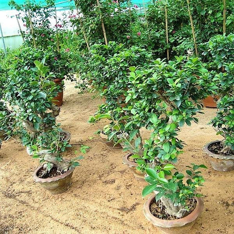 Ficus &#8220;S&#8221; Bonsai 50 &#8211; 70cm