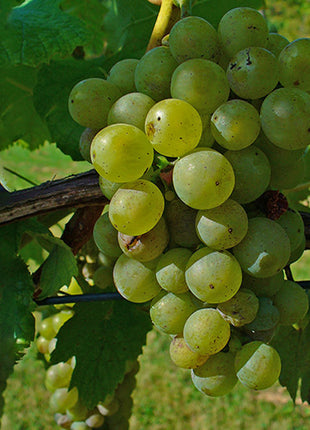 Vitis vinifera Or Grapes Yellow Spain 1.0-1.2m الشجرالعنب فاين
