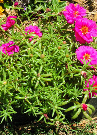 Portulaca Grandiflora | Rose Moss | 9cm pot