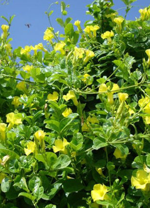 Mandevilla Splendens Or Yellow Bell Climber