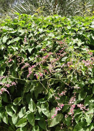 Antigonon Leptopus or Coral vine &#8220;Mexican creeper&#8221; 80 &#8211; 100cm