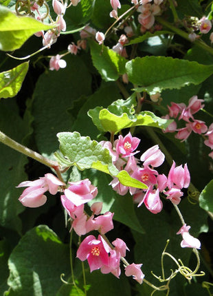 Antigonon Leptopus or Coral vine &#8220;Mexican creeper&#8221; 80 &#8211; 100cm