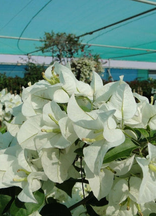 Bougainvillea Glabra &#8220;30 to 160cm&#8221; White