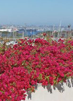 Bougainvillea Spectabilis  “30 to 160cm” Dark Pink