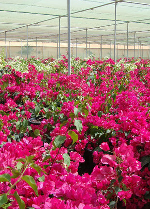 Bougainvillea Spectabilis  “30 to 160cm” Dark Pink
