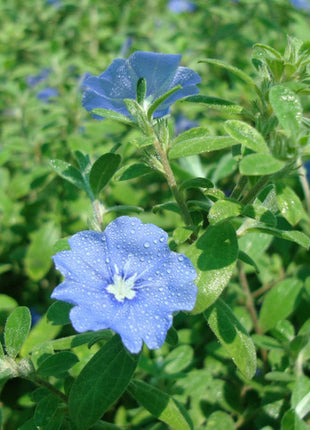 Jacquemontia Pentantha &#8220;Sky Blue Cluster Vine&#8221;