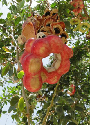 Pithecellobium Dulce, Jungle JalebI or Madras Thorn