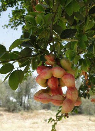 Pithecellobium Dulce, Jungle JalebI or Madras Thorn
