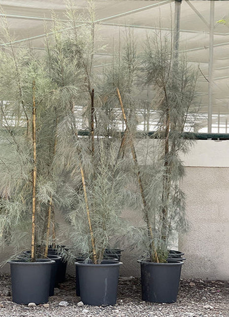 Casuarina Equisetifolia &#8220;Australian pine tree&#8221; 1.6-2.0m