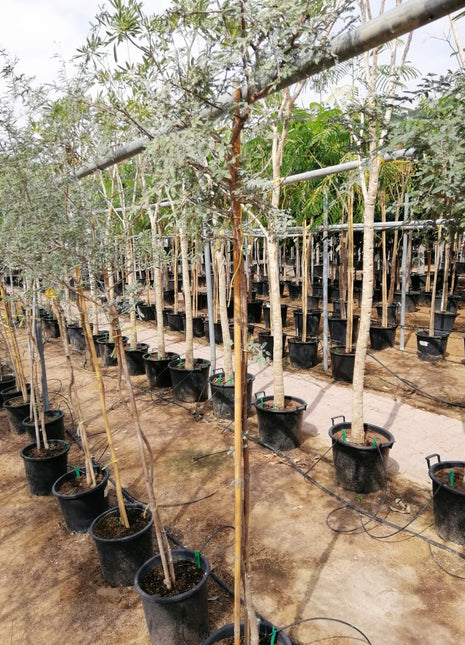 Ghaf Tree &#8220;Prosopis Cineraria&#8221; شجرة الغاف