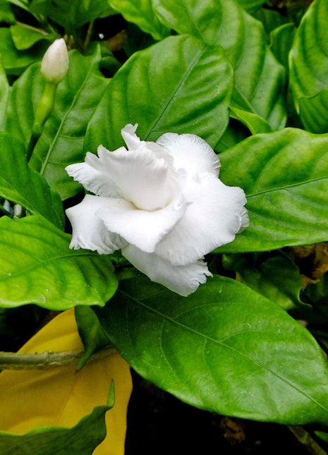 Tabernaemontana Divaricata, crape jasmine