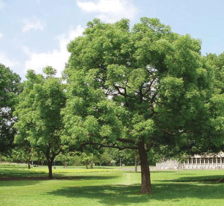 Azadirachta indica &#8220;Neem Tree&#8221;