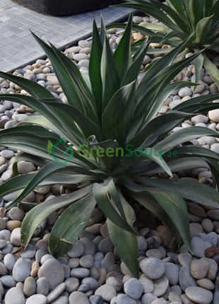 Agave Attenuata or Spineless century plant