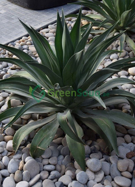 Agave Attenuata or Spineless century plant