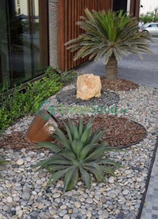 Agave Attenuata or Spineless century plant