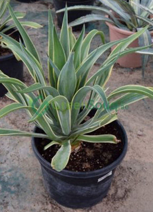 Agave Attenuata or Spineless century plant