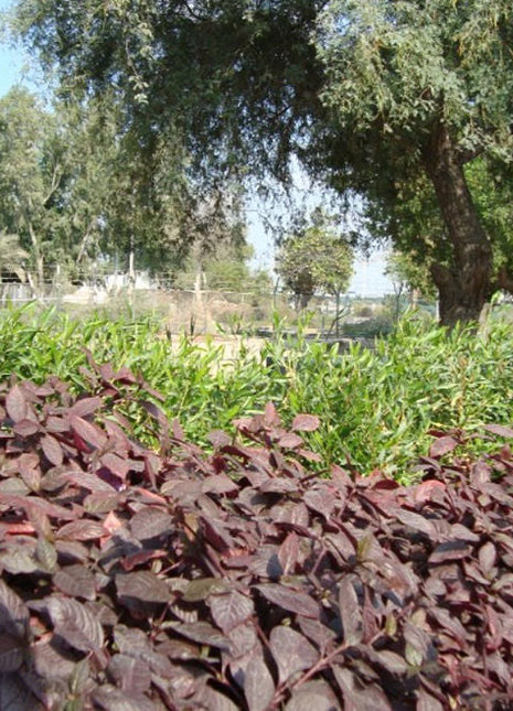 Alternanthera &#8216;Purple Knight&#8217;