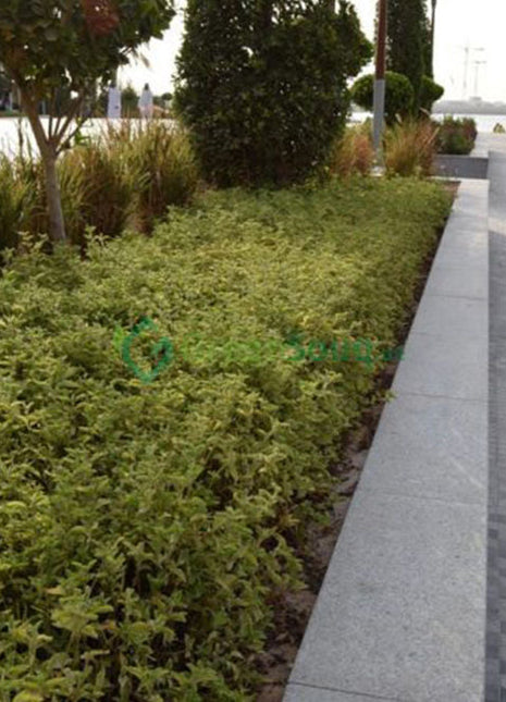 Alternanthera Ficoidea &#8216;Gold&#8217;