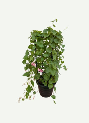 Antigonon Leptopus or Coral vine &#8220;Mexican creeper&#8221; 80 &#8211; 100cm