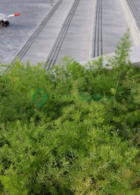 Asparagus Sprengeri, Emerald Feather or Emerald fern &#8220;Sprenger&#8217;s Asparagus&#8221;