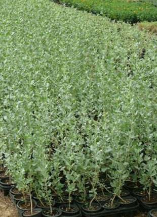 Atriplex Halimus Or Salt Bush