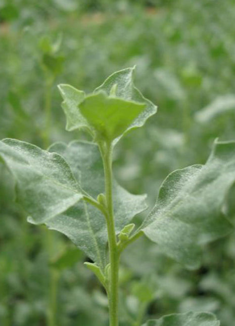Atriplex Halimus Or Salt Bush