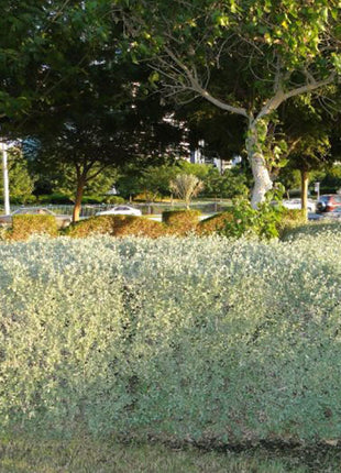 Atriplex Halimus Or Salt Bush