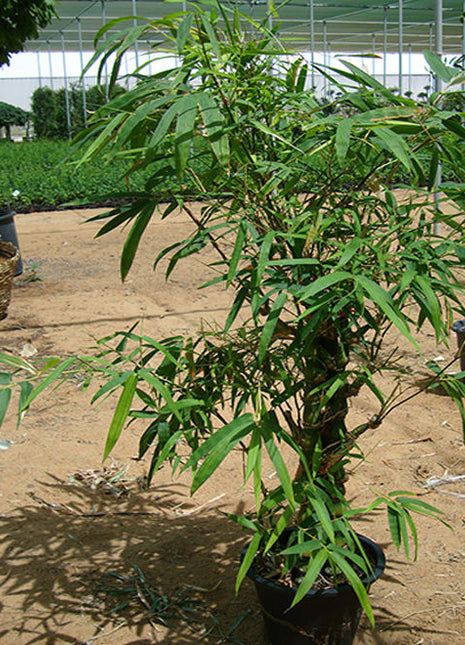 Bambusa Ventricosa or Buddha&#8217;s Belly Bamboo 1.2-1.5m