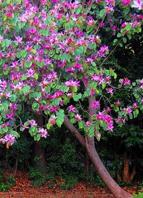 Bauhinia Purpurea &#8220;Purple Orchid-Tree&#8221;
