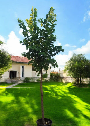 Bauhinia Purpurea &#8220;Purple Orchid-Tree&#8221;