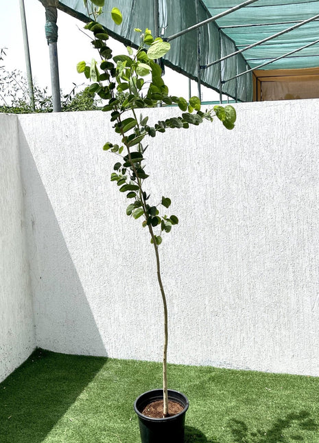 Bauhinia Purpurea &#8220;Purple Orchid-Tree&#8221;
